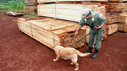 Misiones: Gendarmería secuestró más de 2.800 kilos de marihuana