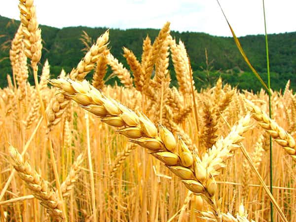 Derogan regulaciones  del kirchnerismo sobre  comercialización de trigo 