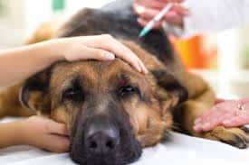 Vacunación antirrábica y desparasitación de mascotas en Club Unión del Suburbio