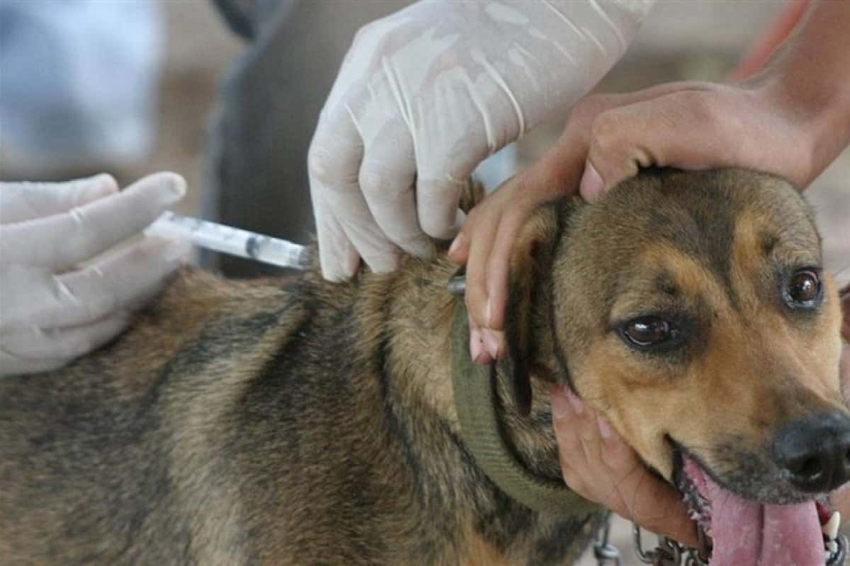 Vacunación antirrábica y desparasitación de mascotas en Plaza Alvear Arosena