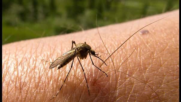 Recuerdan medidas de prevención para evitar el contagio del dengue