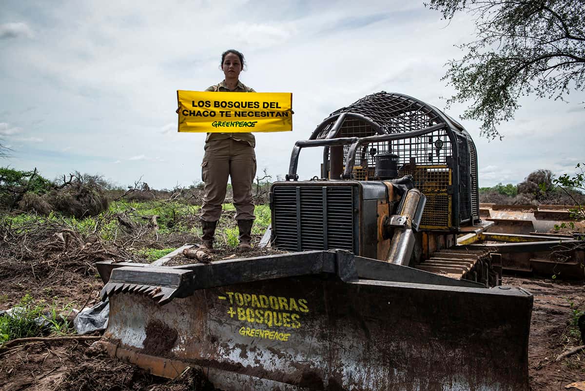 Activistas de Greenpeace frenaron una topadora en El Impenetrable