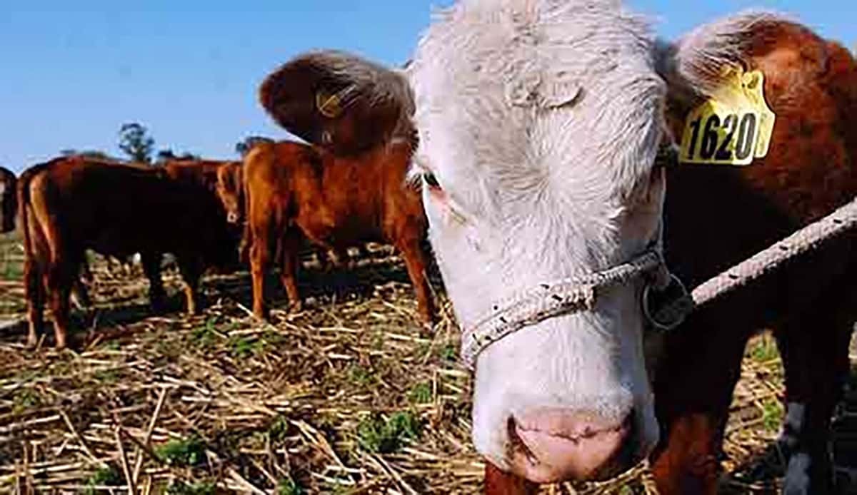Etchevehere: “Argentina recupera el stock de vacas después de 12 años”