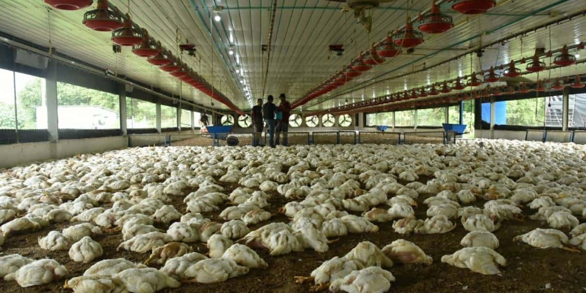 San Salvador: mueren más de 3000 pollos por un corte de energía