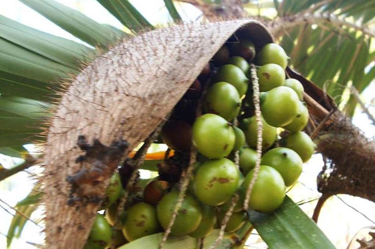 Una palmera nativa es 10 veces más productiva que la soja