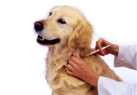 Ante la circulación del virus de la rabia aconsejan vacunar a todas las mascotas