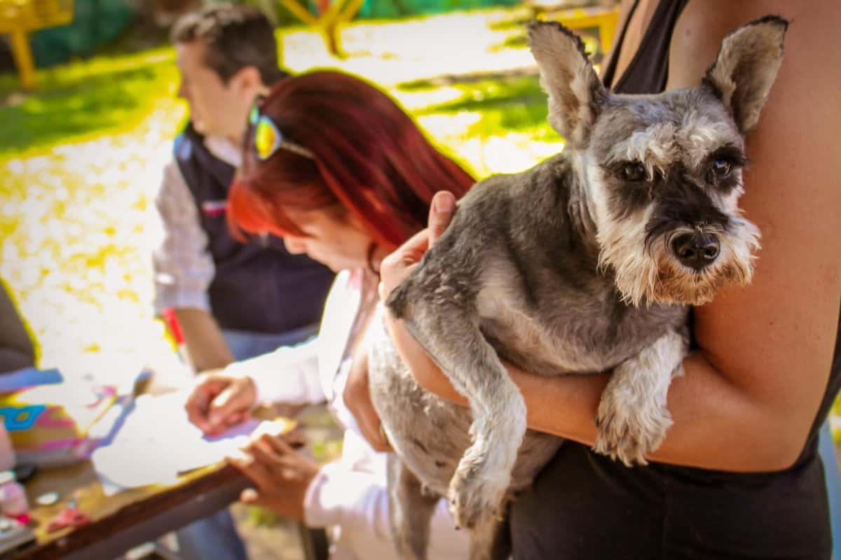 Nueva jornada de vacunación antirrábica y desparasitación de mascotas en barrio Alborada