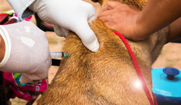 Jornada de vacunación antirrábica y  desparasitación de mascotas