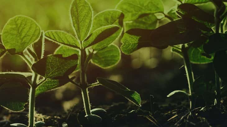 Bioceres recibe luz verde en EEUU para semilla de soja resistente a sequía