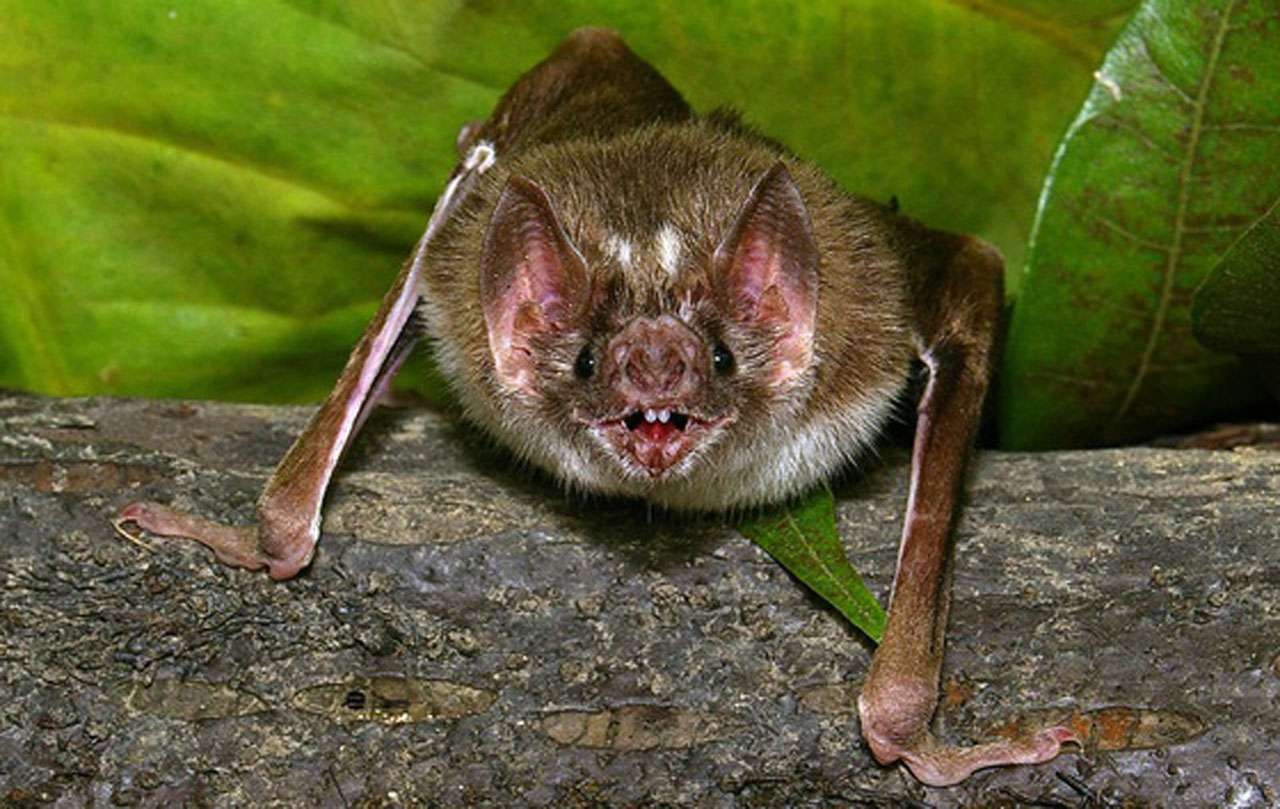 Qué tipo de  enfermedades  transmiten los  murciélagos