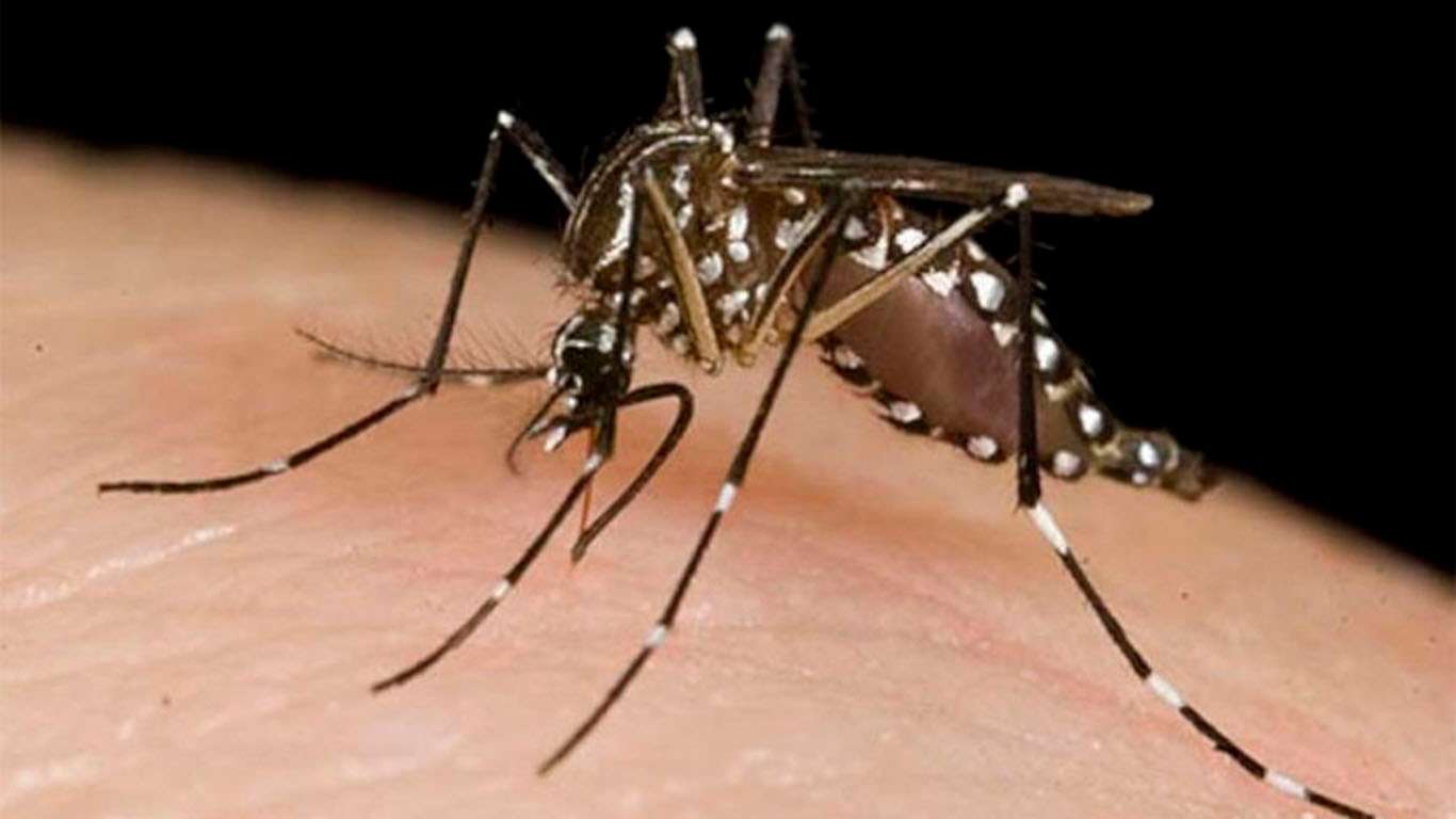 El Ministerio de Salud confirmó el primer caso autóctono de dengue de la provincia