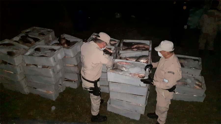 Prefectura secuestró más de  cuatro toneladas de sábalos