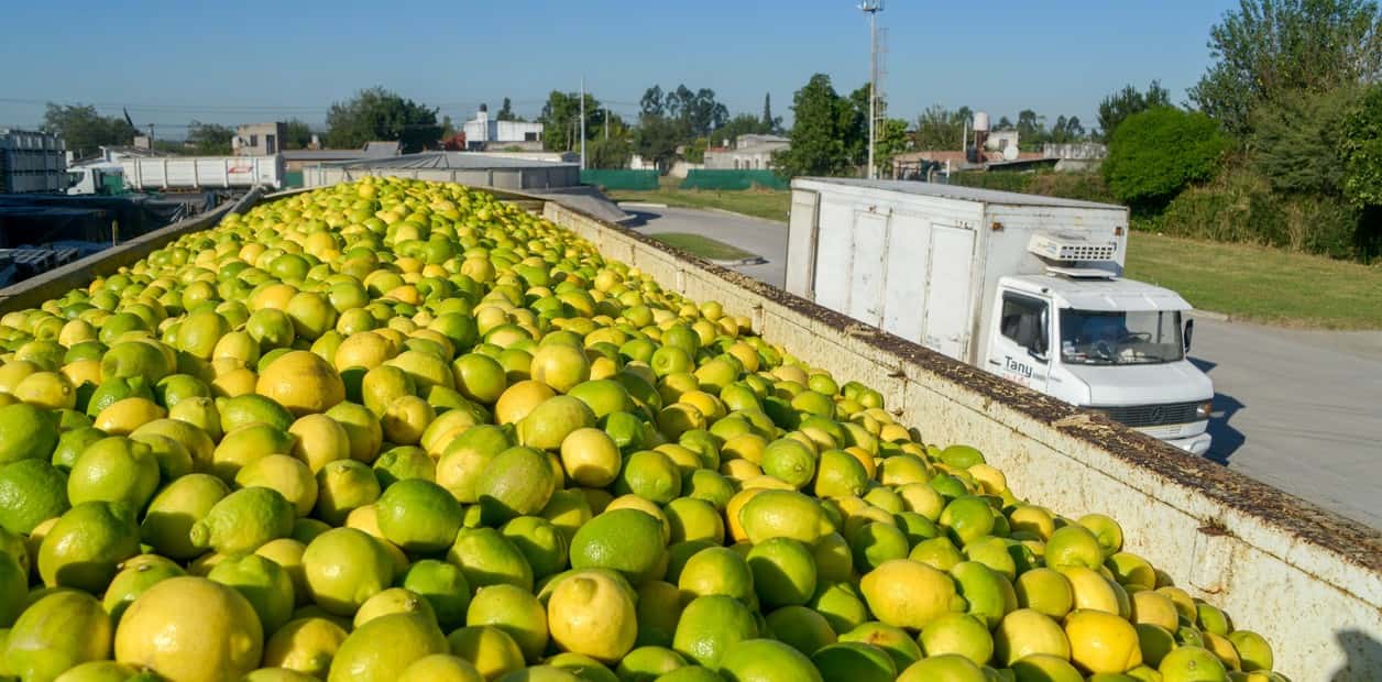 El inicio de exportaciones de limones a China genera gran expectativa