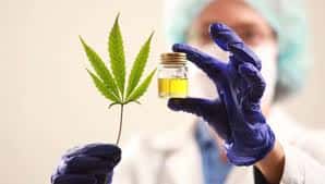 La UBA logró importar una muestra de CBD de cannabis de alta calidad para su investigación