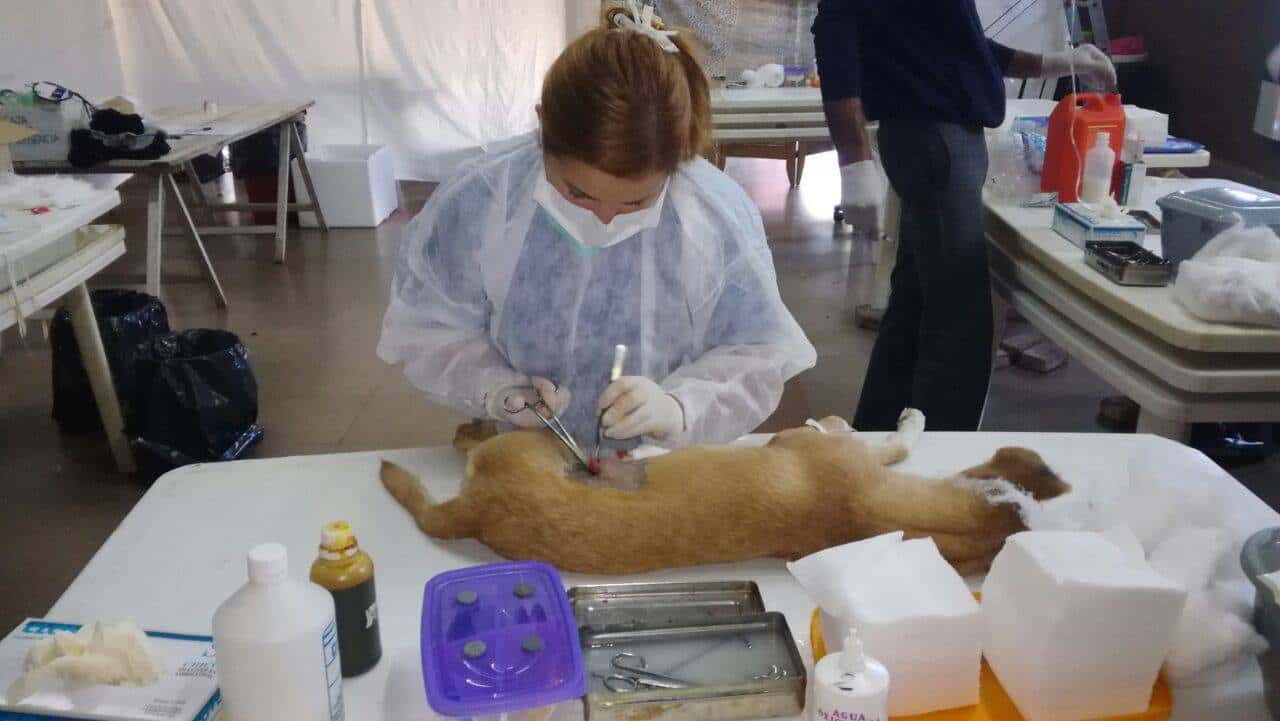 Urdinarrain: campaña gratuita de castraciones caninas