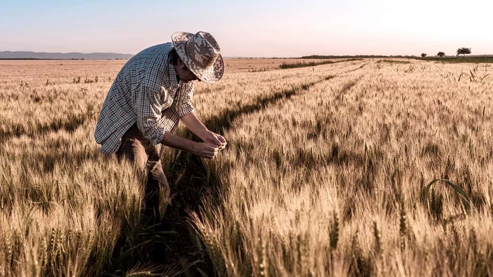 La siembra de trigo finaliza  en 1,71 millones de hectáreas
