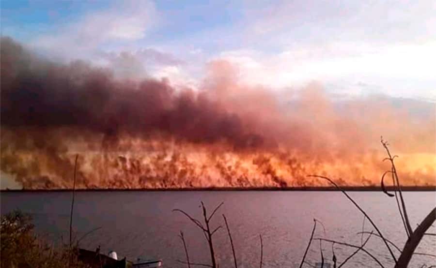 Tras los incendios, el suelo del Delta del río Paraná tardará más de diez años en recuperarse
