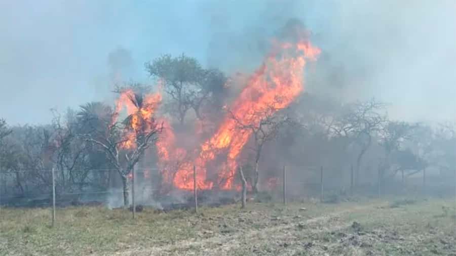 Monte nativo: se quemaron otras 20 hectáreas