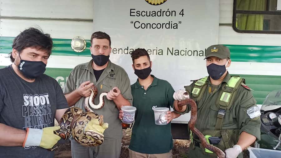 Hallan cinco boas y ocho iguanas  en un transporte de encomiendas