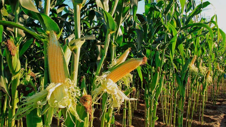 El Gobierno suspendió las exportaciones de maíz