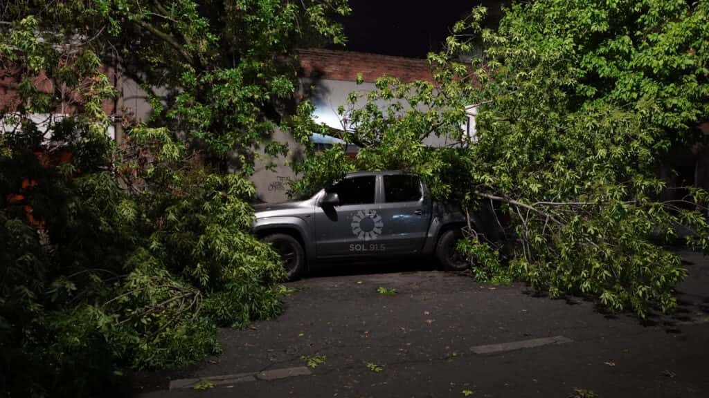 Caídas de árboles y cables en la ciudad de Santa Fe por las lluvias