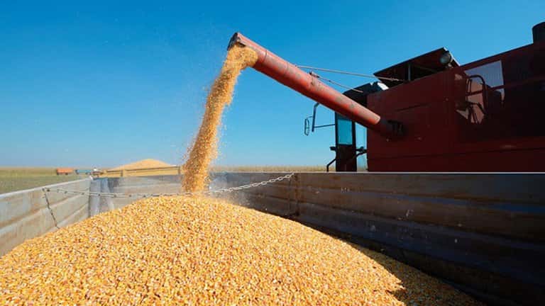 Agricultura levantó la suspensión de las exportaciones de maíz hasta marzo
