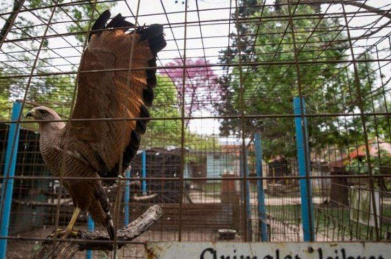 Denuncian que animales silvestres rescatados murieron de inanición en Entre Ríos
