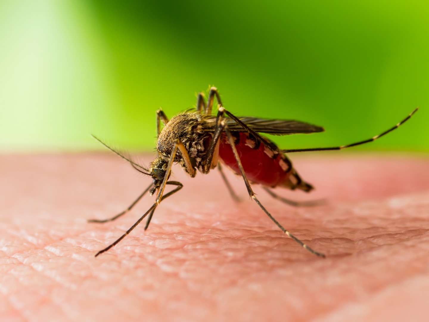 Invasión de mosquitos en la ciudad: causas, cuidados y fumigación