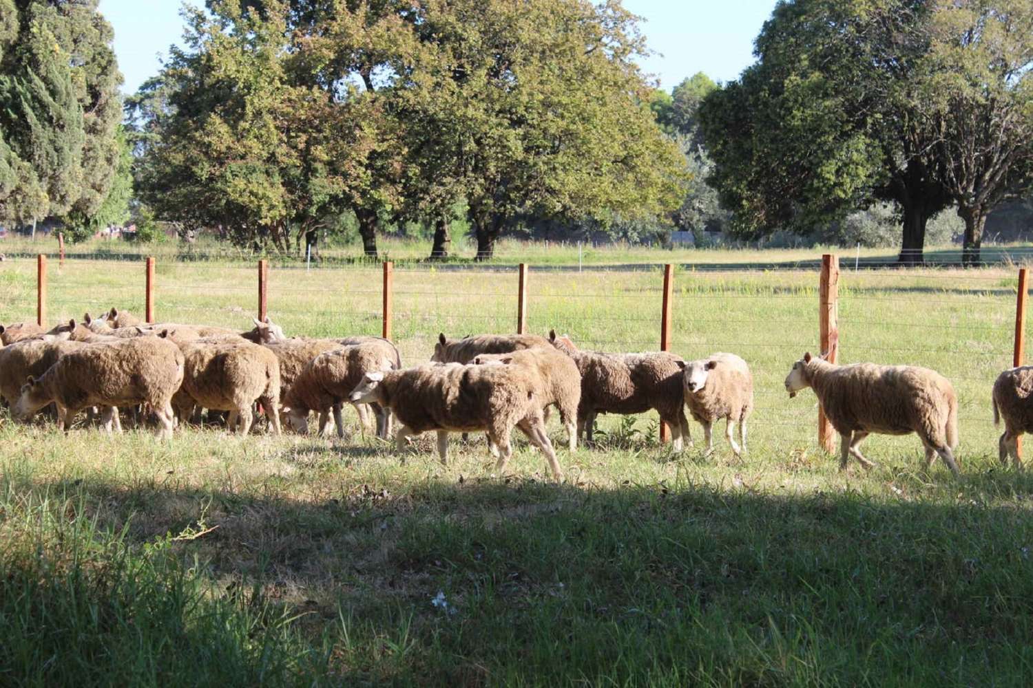 Se presentó un proyecto de ley para el desarrollo de la actividad ovina y caprina
