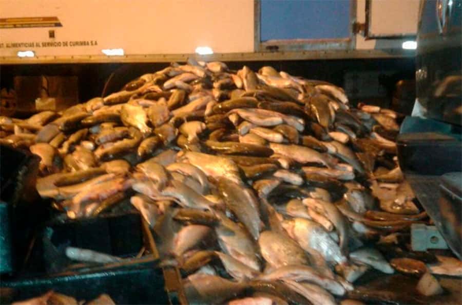Multan a un frigorífico por acopio  ilegal de pescados en Victoria