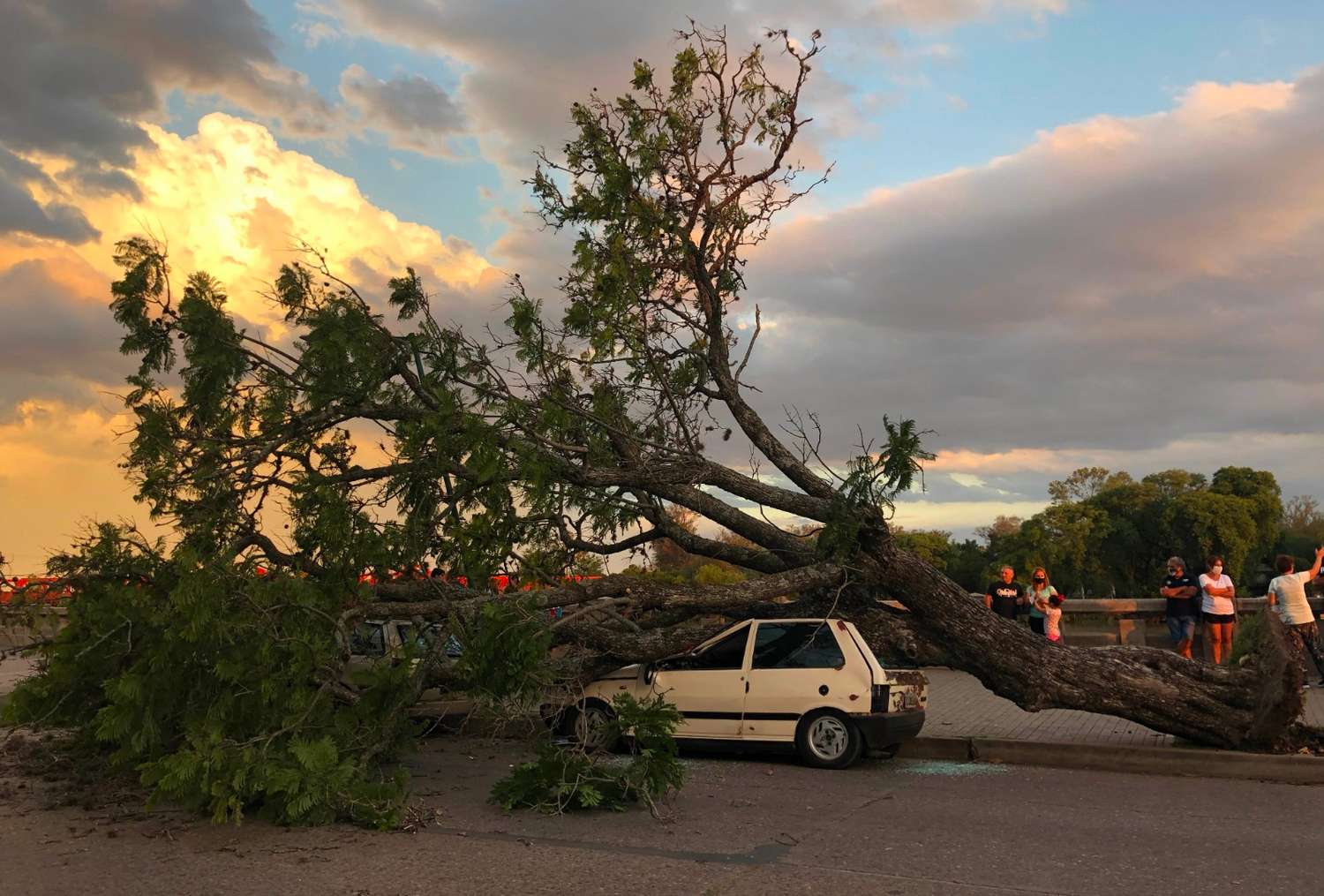 Un árbol aplastó a dos automóviles en la Costanera