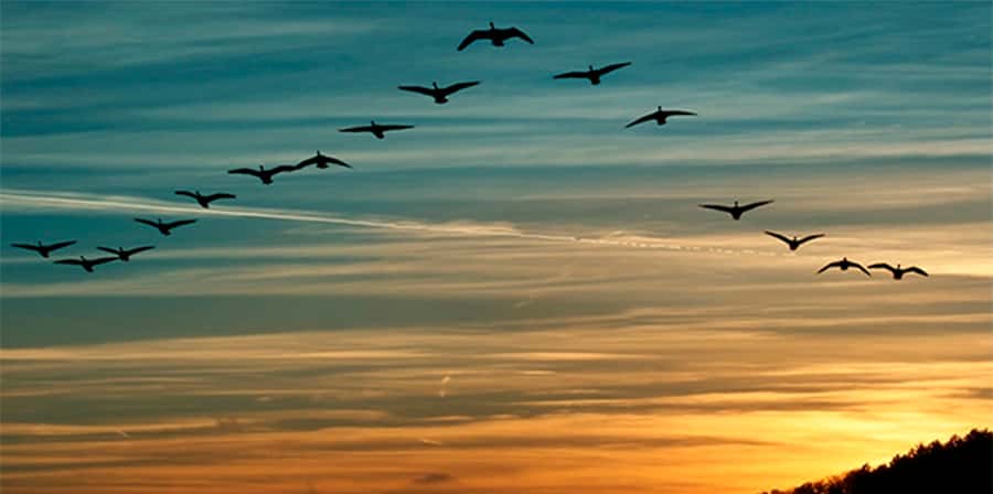 Gran Día Mundial de Observación de Aves