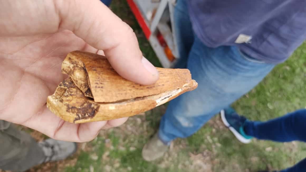 Encuentran un fósil de un animal prehistórico en paraje Sarandí