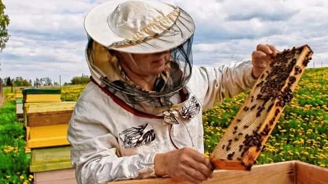 Entre Ríos es la  segunda  provincia  productora de miel a nivel nacional