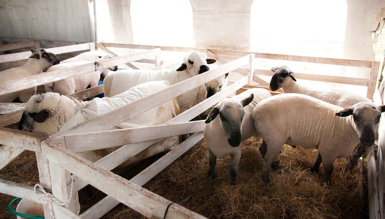 Con el ingreso de animales y juras de ovinos y vientres comienza la 128 ° Exposición ganadera”