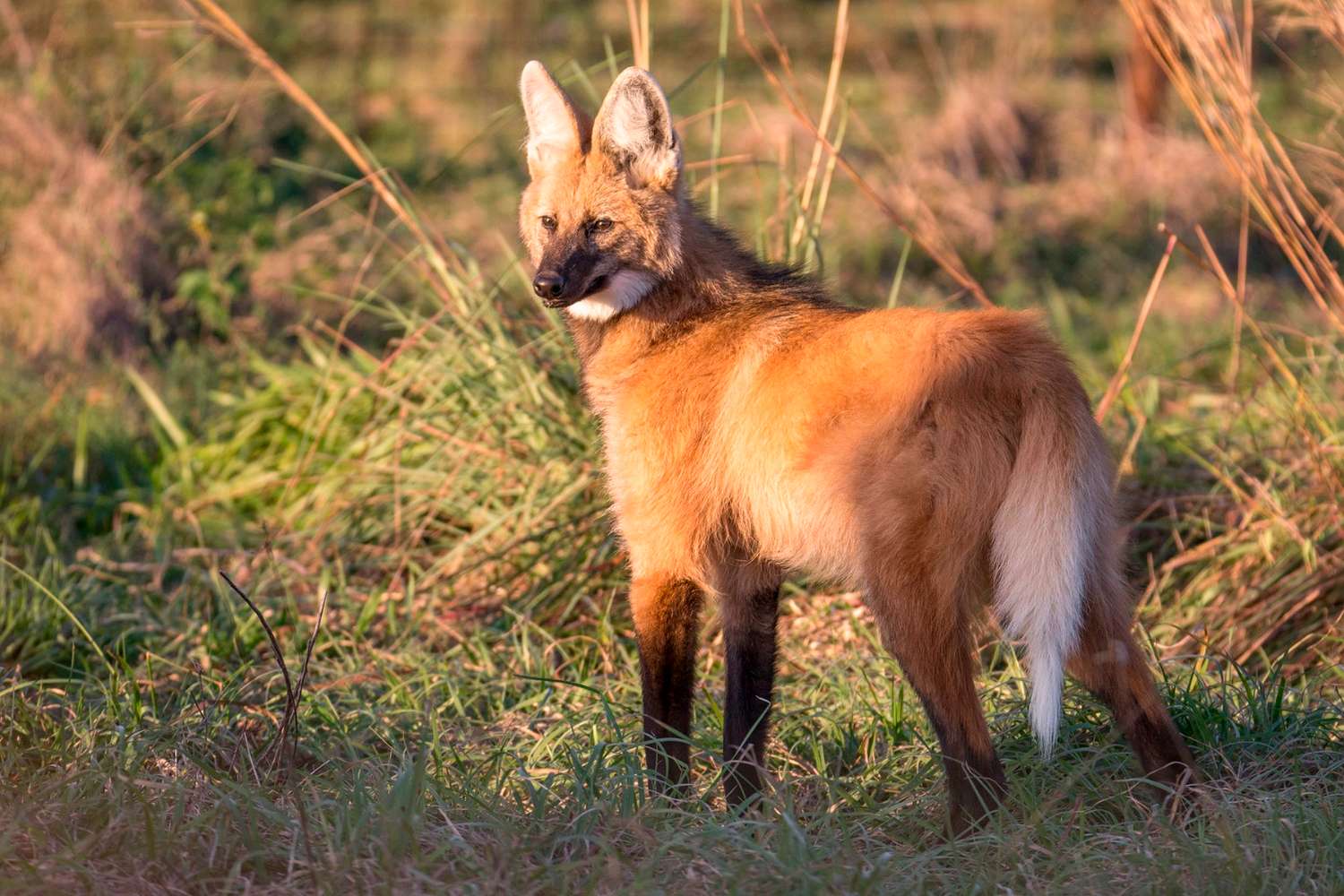 En Costa Uruguay Sur se  vio a una especie de zorro  en peligro de extinción