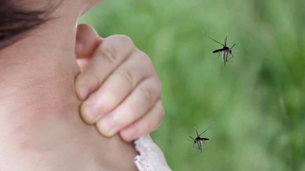  Piden extremar medidas de prevención ante una nueva temporada de dengue