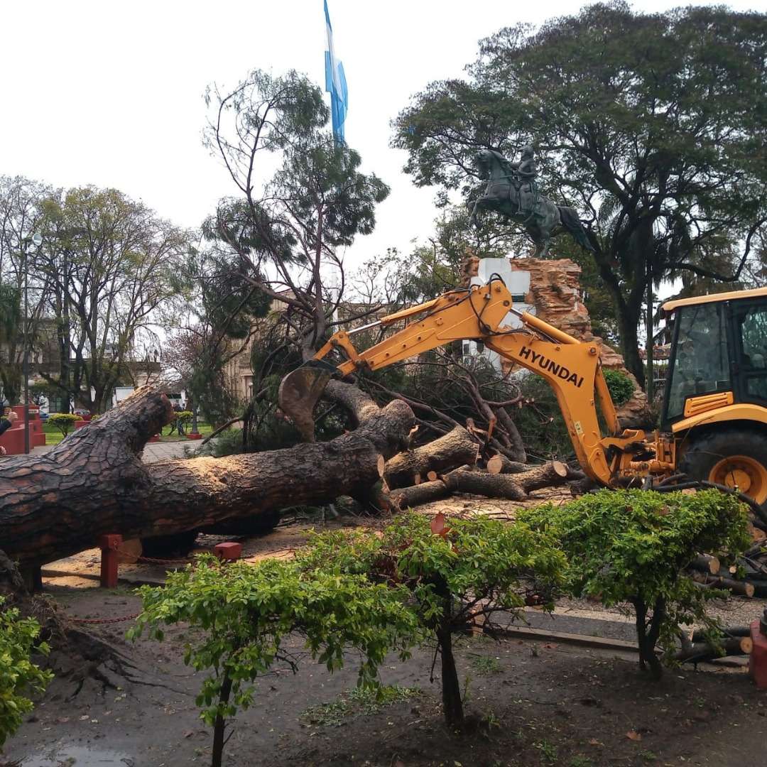 En plaza San Martín: Se cayó el pino de San Lorenzo  que el Rotary Club plantó en 1944 