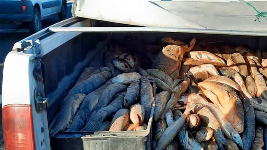 Interceptaron una  camioneta que trasladaba  600 kilos de pescado   de forma irregular