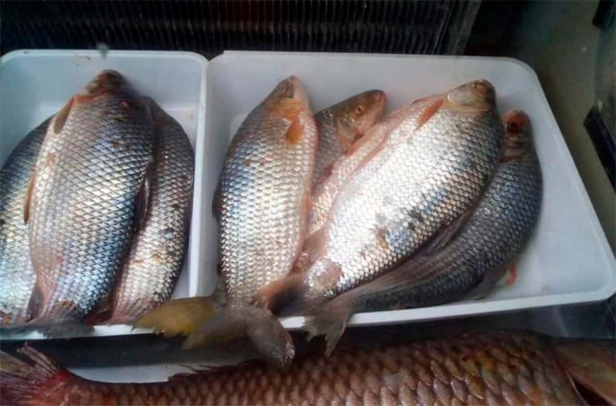 Impunidad: transportaban 4.500 kilos de  pescado ilegal, pero igual se los dejaron