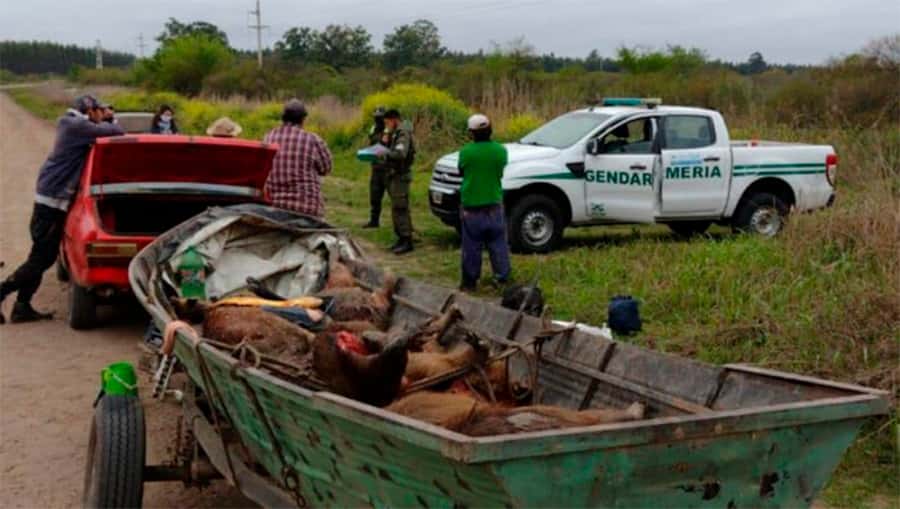 Gendarmería: una  Patrulla Ambiental detectó  que se habían faenado   animales silvestres