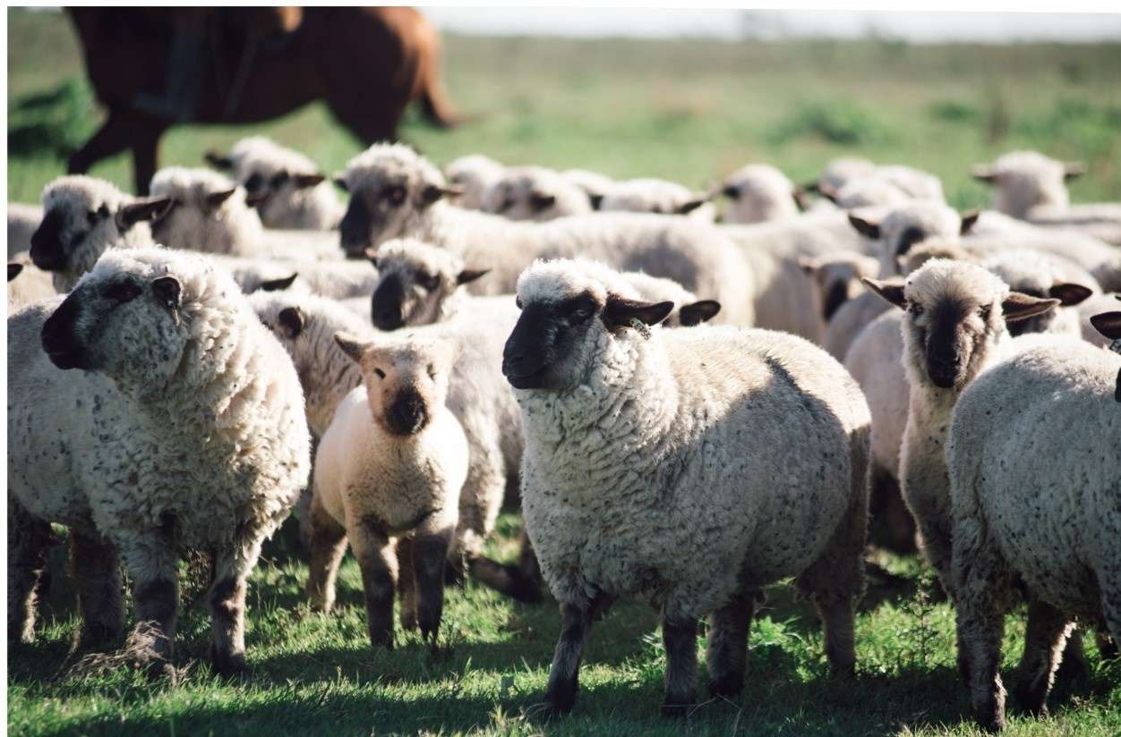 La Sociedad Rural promueve  una  diplomatura en producción ovina