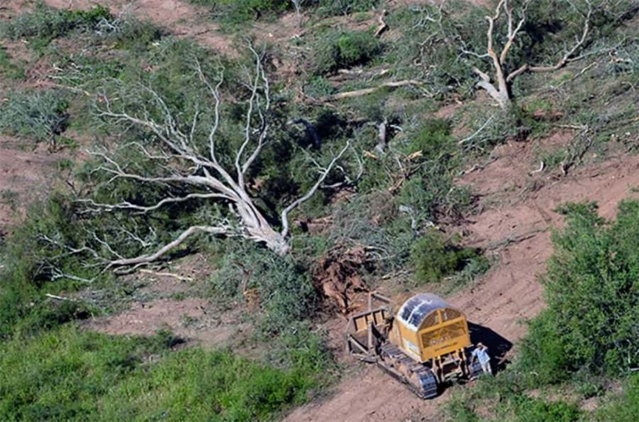 Talas ilegales de montes nativos: en Entre  Ríos hubo quince denuncias en tres meses