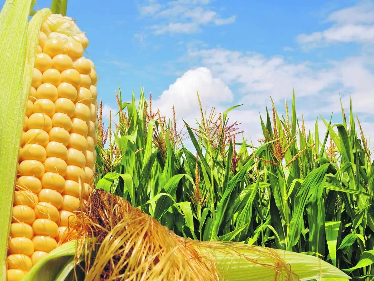 Aumenta la superficie  sembrada de maíz