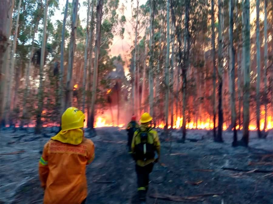 Bomberos locales asistieron  en un incendio forestal frente  al Parque Nacional El Palmar