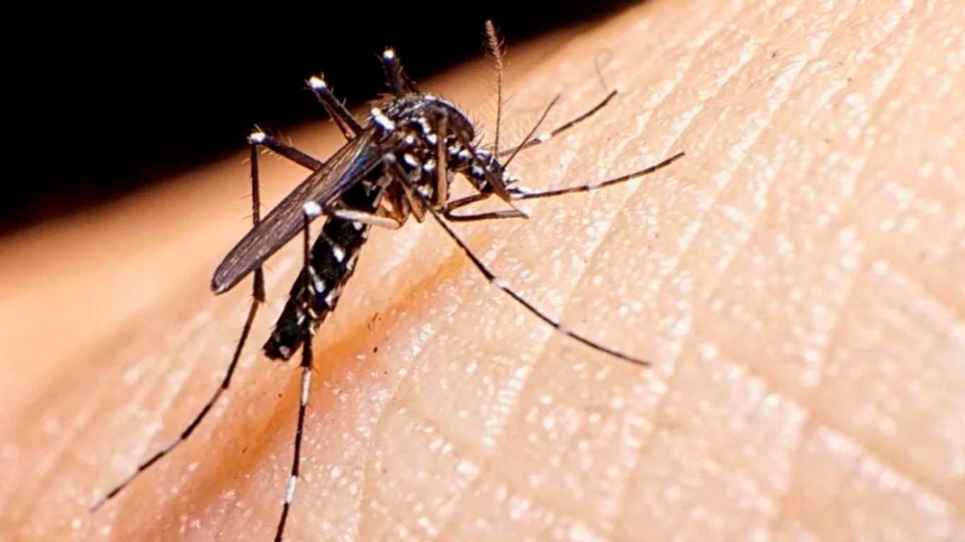 El dengue todavía sigue entre nosotros
