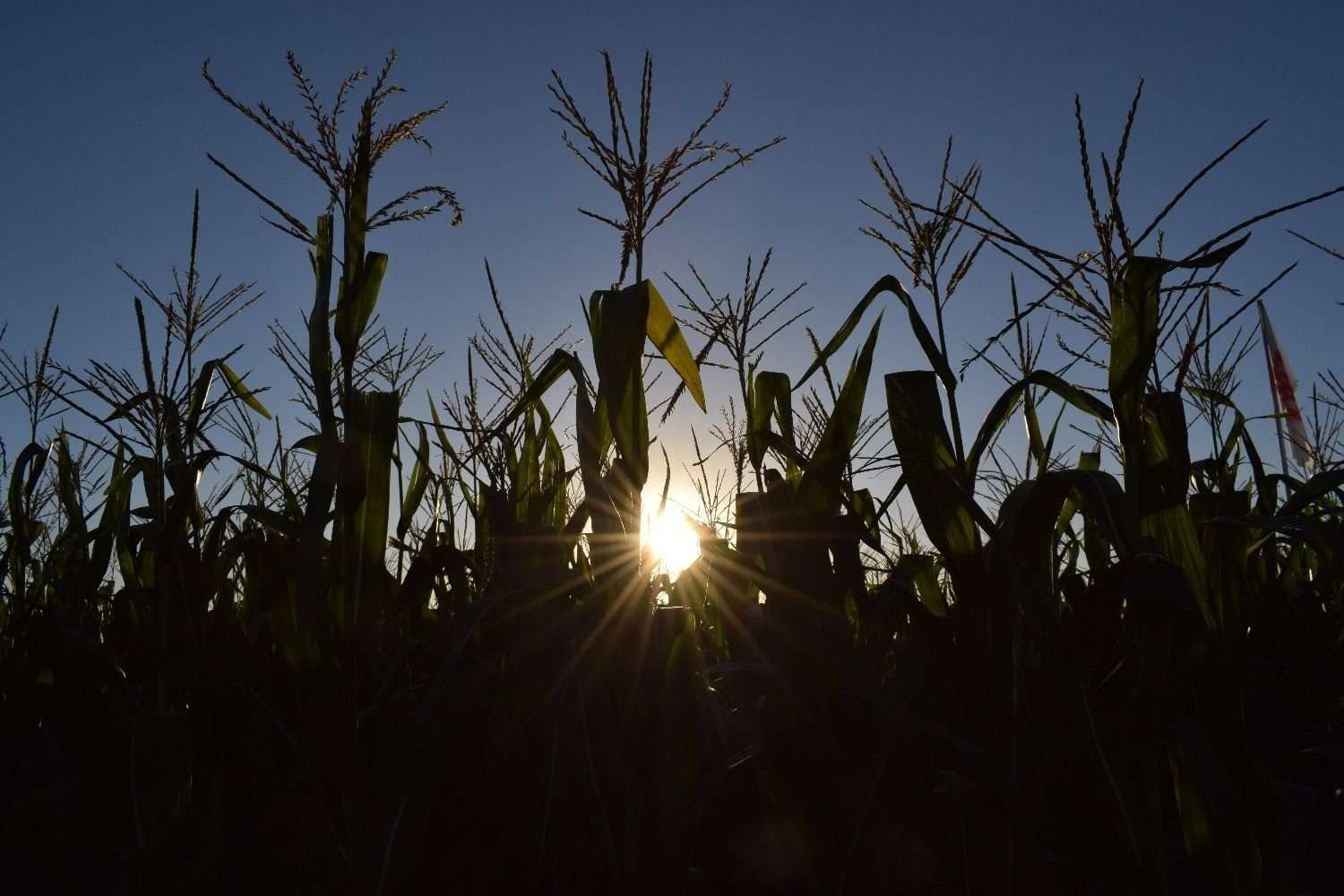 Aseguran que empeora la condición del maíz en Entre Ríos por la sequía