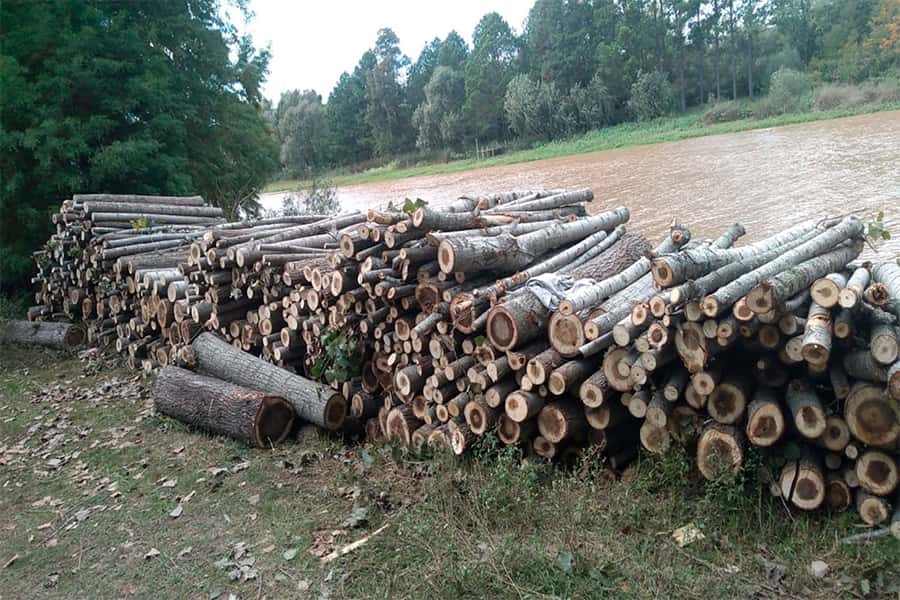 La Provincia reactivará el vivero  forestal Delta en Villa Paranacito