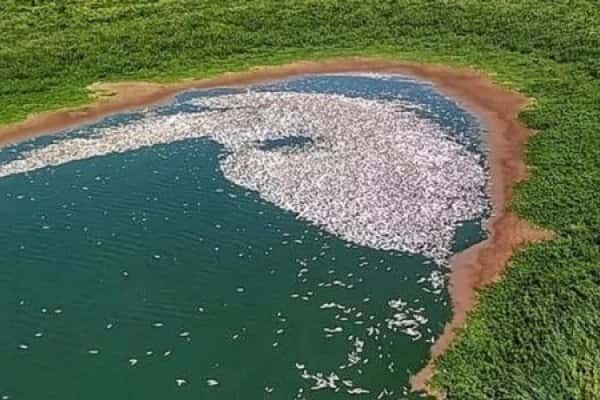 Preocupación por la situación del río Paraná y su fauna