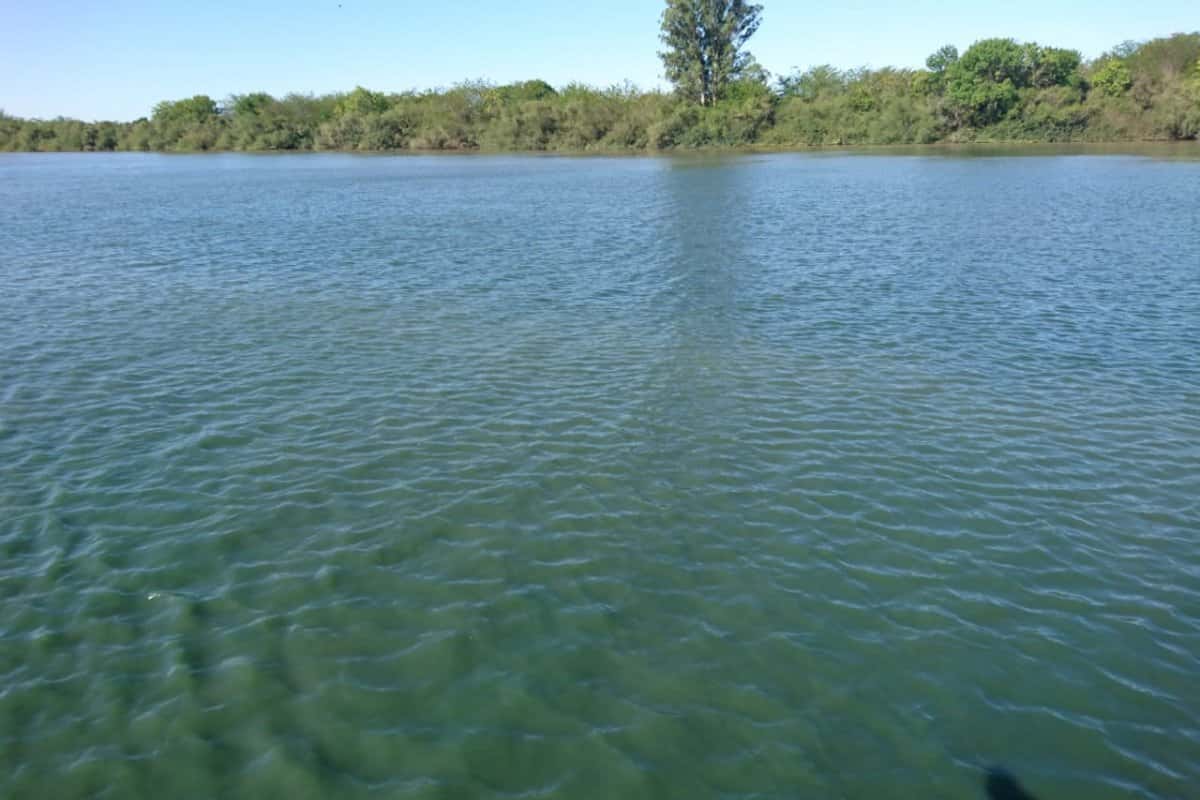 Presencia de algas en el río Gualeguaychú